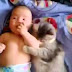 Best Of Funny Cats And Dogs Protecting Babies Compilation 2014 [NEW]