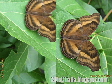 Foto pertama kupu-kupu Junonia iphita di halaman belakang tidak memuaskan (gb. kiri). Namun ketika aku mencoba yang kedua kali, hasilnya cukup baik (gb. kanan). Sayangnya setelah itu sang kupu-kupu terbang keluar dari halaman belakang.