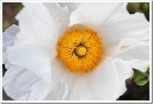 110612_romneya_coulteri_13