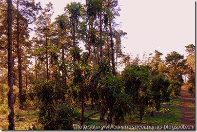 2020 Bosque Faya-Brezal(Madroños) 2020 Bosque Faya-Brezal(Madroños)