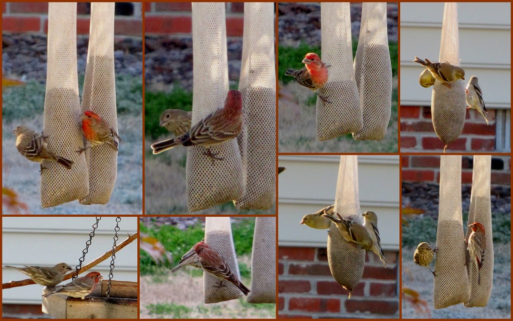 [finches%2520collage%255B8%255D.jpg]