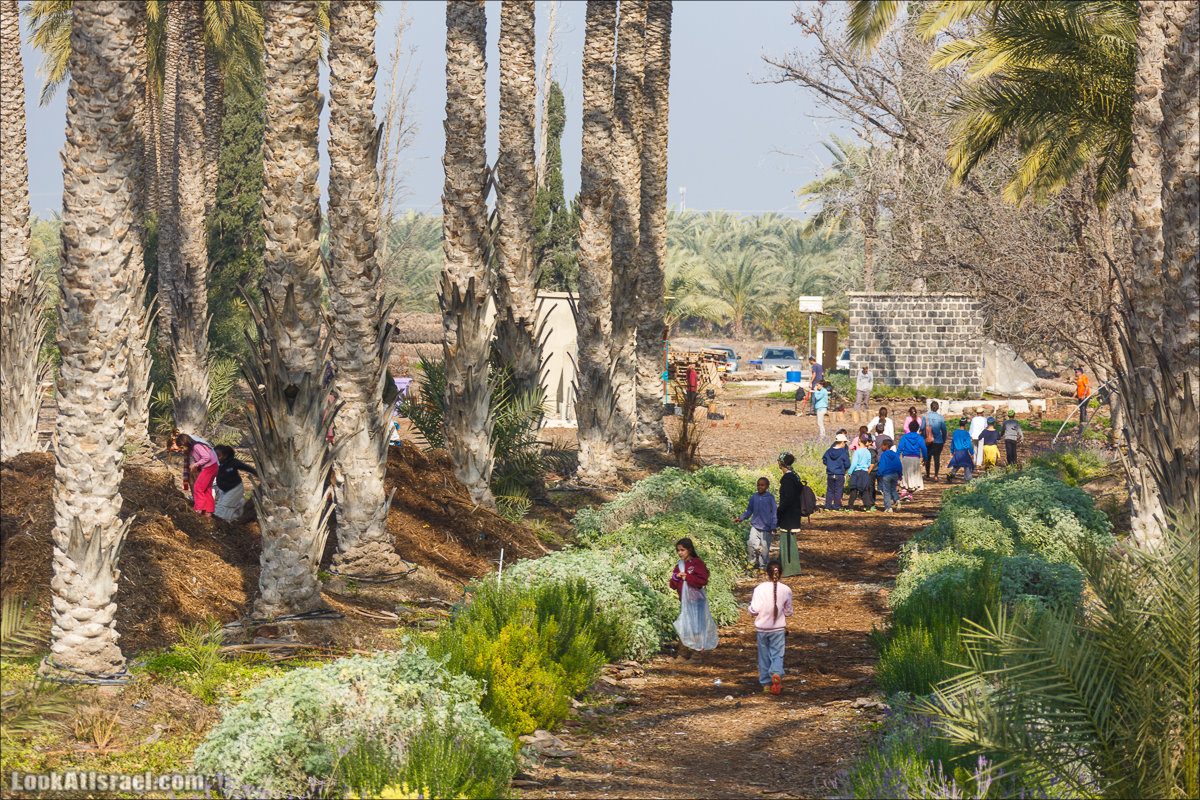 Сельскохозяйственная школа Хава бе-Эден | Hava be-Eden farm | LookAtIsrael.com - Фото путешествия по Израилю | חווה בעדן