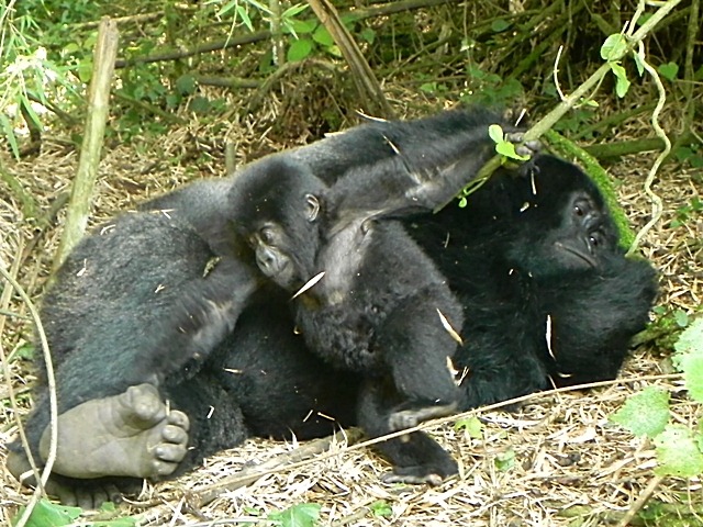 [Rwanda_Gorillas-102.jpg]