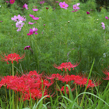 IMGP0048(42mm,F6,3,iso100,KS1)2014yaotomi_s.jpg