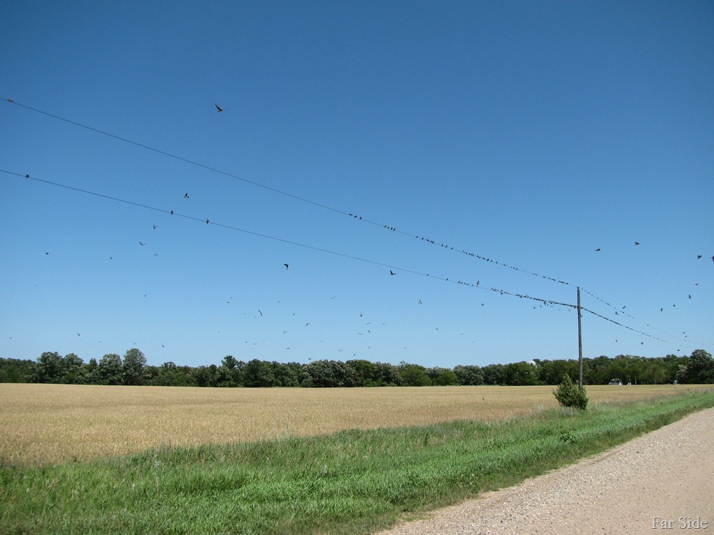 [Birds%2520congregating%2520on%2520the%2520high%2520line%2520wire%255B9%255D.jpg]