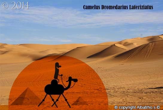 [camelus_dromedarius_lateriziatus11.jpg]