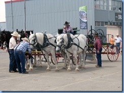 0320 Alberta Calgary Stampede 100th Anniversary - Draft Horse Town part of Big Shoe Show