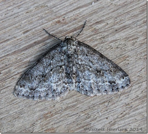 Engrailed-s-engrailed