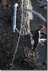 Pileated Woodpecker