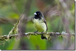 Yellow-bellied Seedeater-8D3E1952