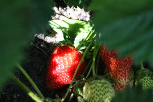 20090602 (3) (Small)