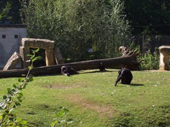 2007.09.14-017 chimpanzés
