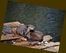 River Otters