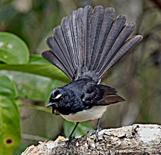 Burung kipasan yang menawan burung kipasan