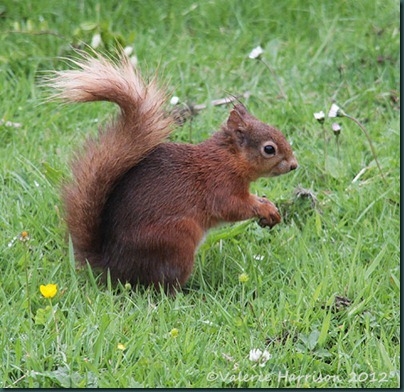 red-squirrel-3