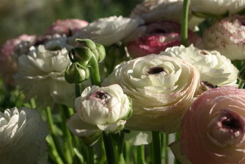 20080319ranonkels (1) (Small)