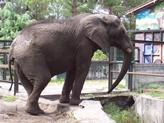2006.09.01-047 éléphant d'Afrique