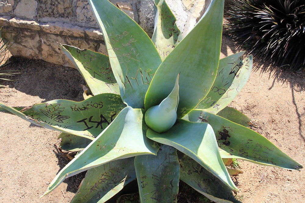 [130402_StaBarbaraMission_Agave-guiengola1%255B2%255D.jpg]