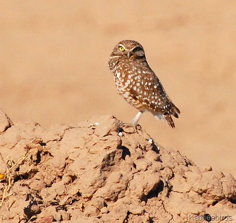 12. burrowing owl-kab