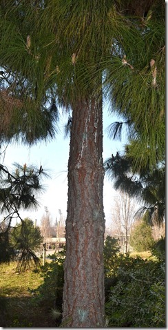 Tronco Pinus Canariensis
