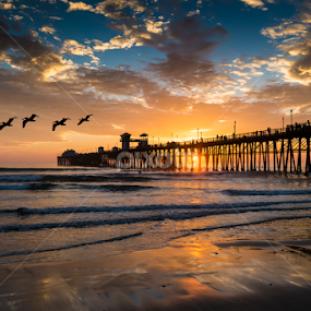 Pelican Overflight by Alan Crosthwaite - Landscapes Beaches