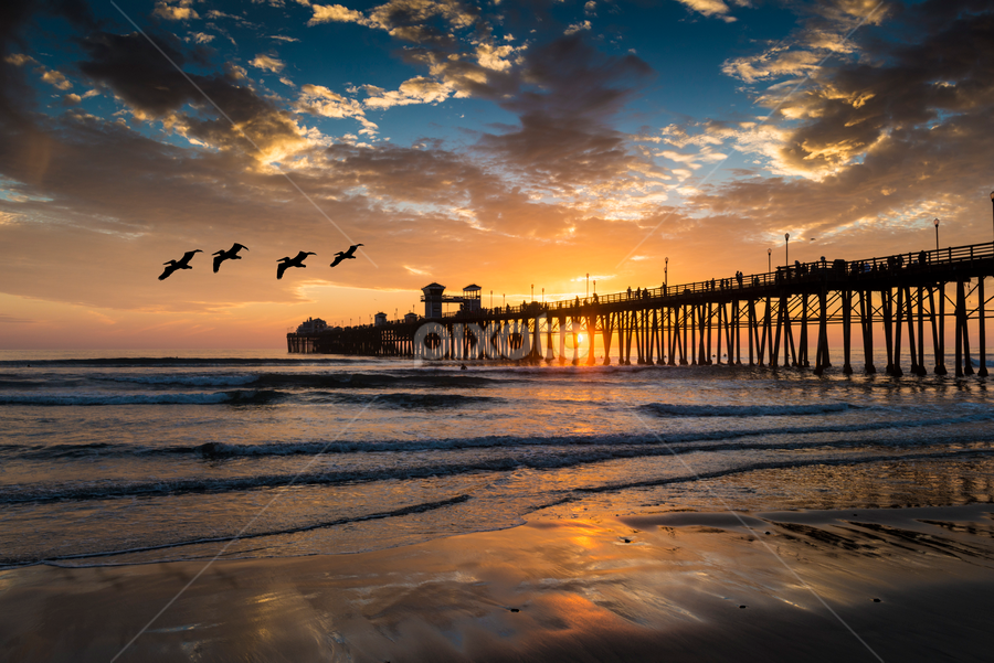 Pelican Overflight by Alan Crosthwaite - Landscapes Beaches