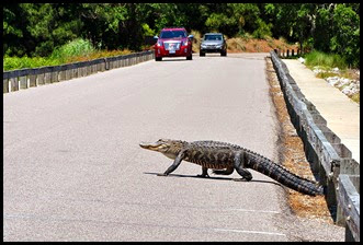 03a8d - Causeway- Gator crossing - Hope they slow down