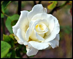 04f6 - Flowers in the Rose Garden
