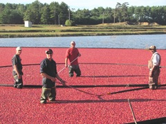 cranberry harvest josh ronnie kevin and G 9.20