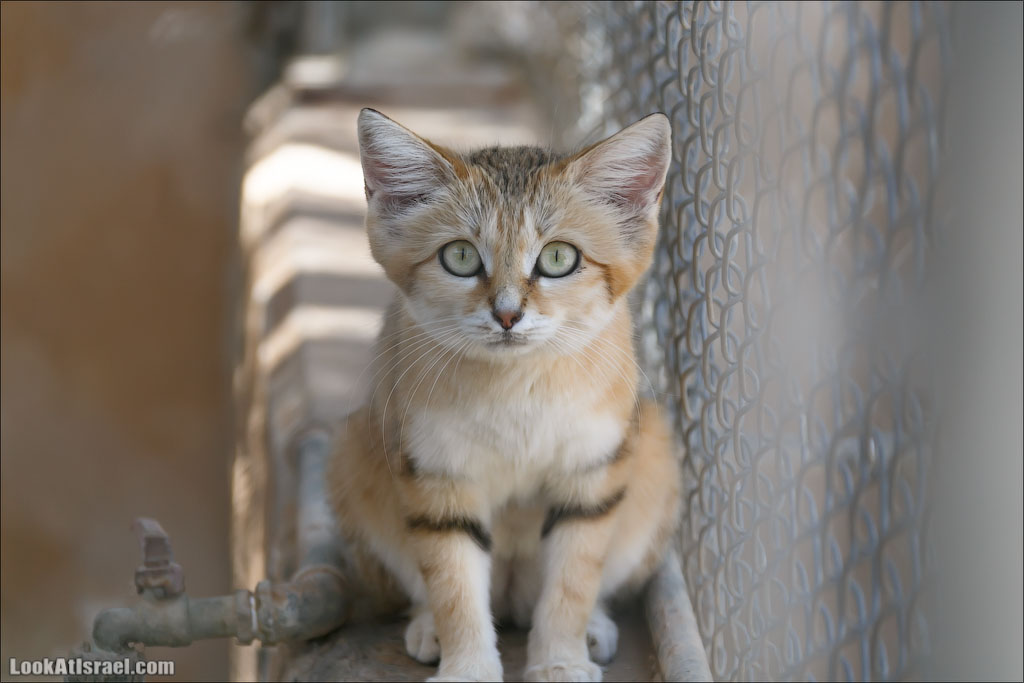 LookAtIsrael.com - Заповедник библейских животных Хай Бар | Hai Bar reserve | חי בר