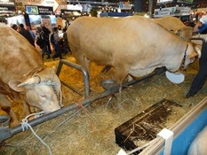 2015.02.26-060 vache blonde d'Aquitaine
