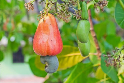 where are cashews imported from