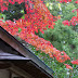 D FA Macro 100mm F2.8 WR