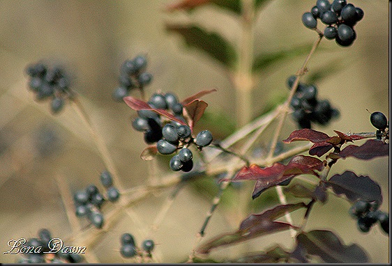 Fall2_BlackhawBerries