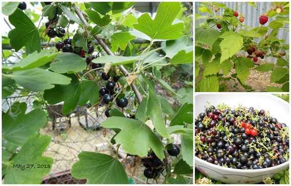 Berries, end of May 2013