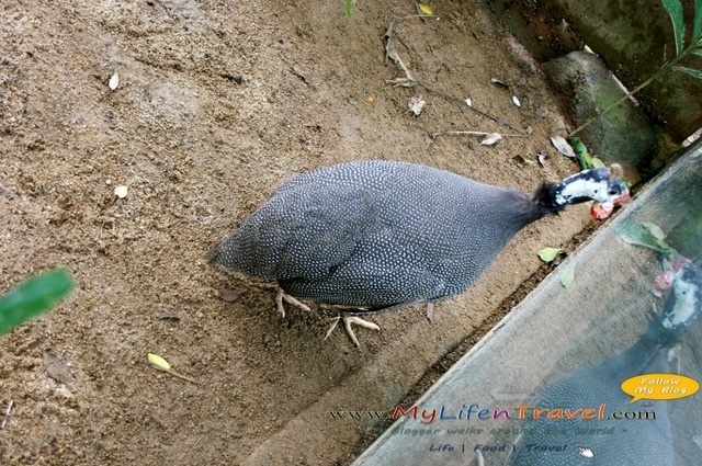 Langkawi Wildlife Park Langkawi Wildlife Park