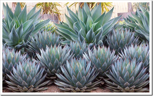 120929_SucculentGardens_Agave-Blue-Glow- -Blue-Flame_05