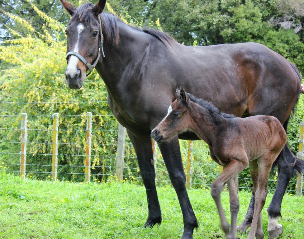 [Frankie%2520That%2520and%2520foal%252C%2520look%2520at%2520those%2520legs%255B4%255D.jpg]