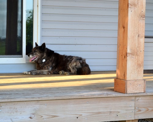 [Sadie%2520on%2520the%2520porch%2520with%2520TAGG%2520pet%2520tracker%255B3%255D.jpg]