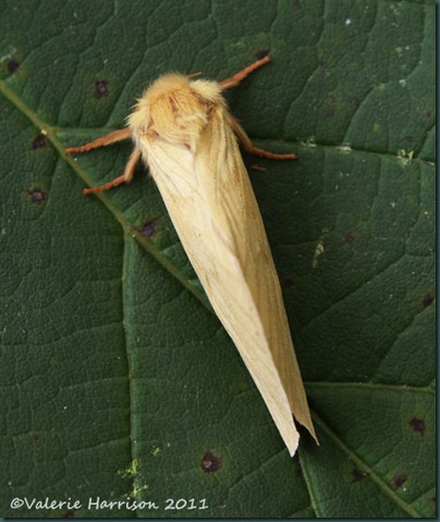 ghost-moth-female-top