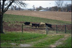 birds in pasture