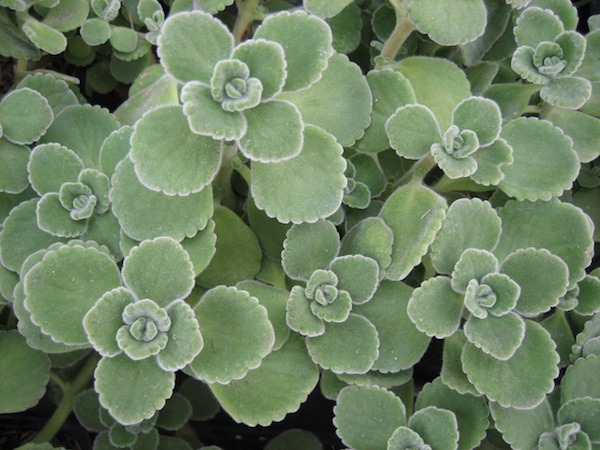 [Menthol%2520Plant1%255B3%255D.jpg]