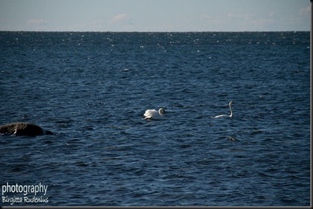 birds_20120407_swans