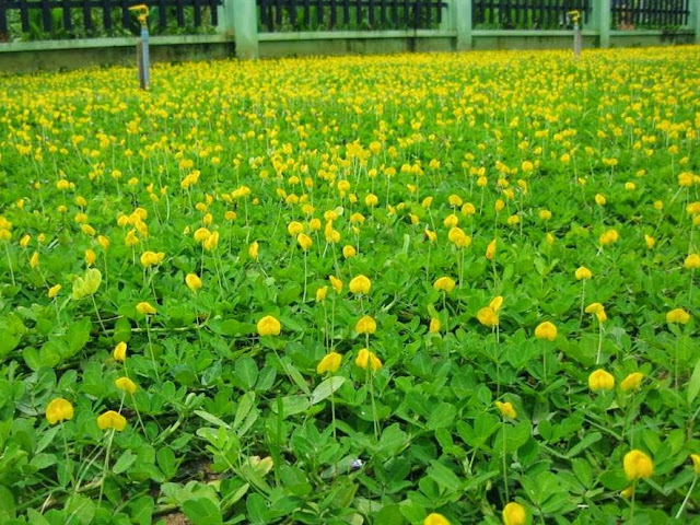 Cỏ đậu phọng co dau phong