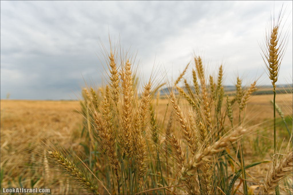 LookAtIsrael.com: Фото-блог о путешествиях по Израилю. Тель Авив, Иерусалим, Хайфа 