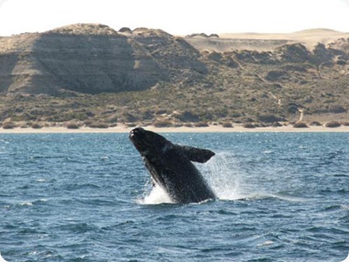 patagonia_balena