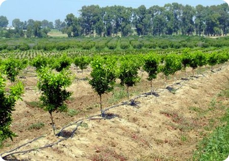 agrumi irrigazione