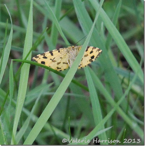 17-speckled-yellow