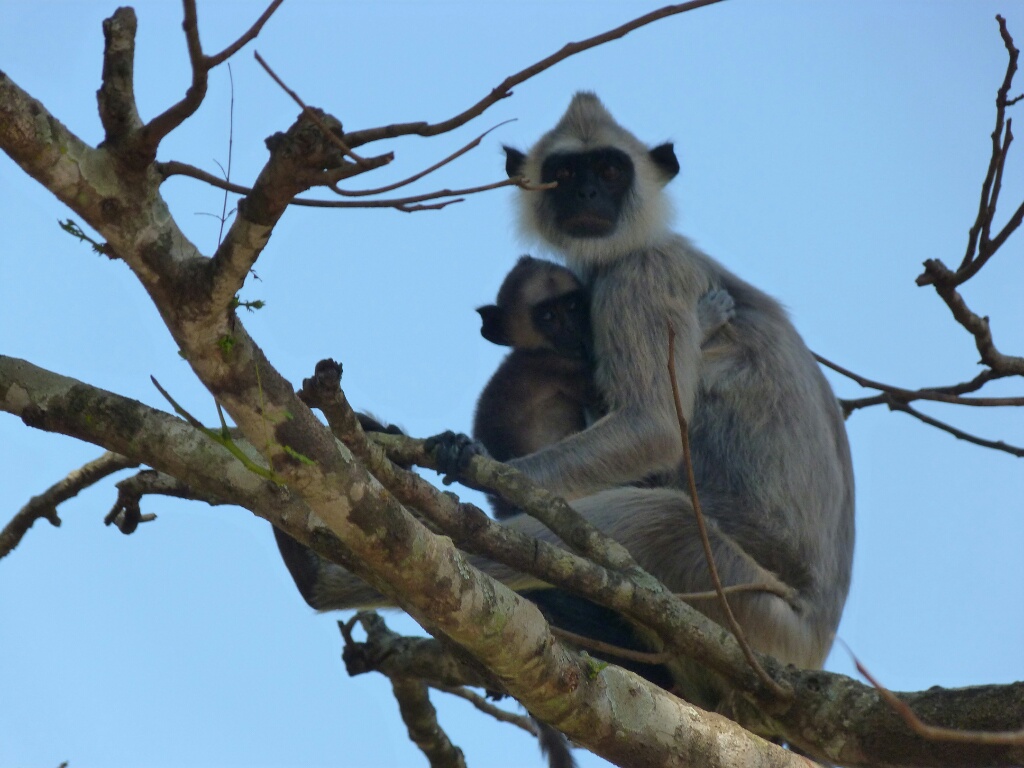 le kiki de tous les kikis