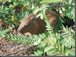 LL capybara baby